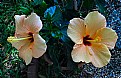 Picture Title - Hibiscus Times 2