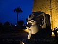 Picture Title - Luxor Temple Sphinx Head at Night