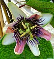 Picture Title - Passiflora