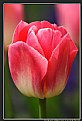 Picture Title - tulip mania 1