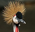 Picture Title - Gold Crowned Crane