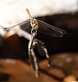 Picture Title - dragonfly