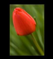 Picture Title - Tulip #6