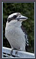 Picture Title - Kookaburra