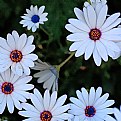 Picture Title - daisy
