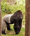 Picture Title - Gorilla