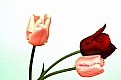 Picture Title - Tulip