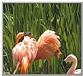 Picture Title - Flamingos Arguing