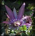 Picture Title - Purple Passiflora - Spring 2006