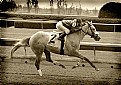 Picture Title - Kentucky Derby Spirit