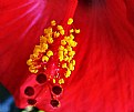 Picture Title - Red Hibiscus Stamen