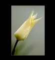 Picture Title - Tulip #7