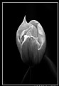 Picture Title - tulip mania 2
