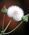 Picture Title - dandelion