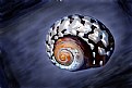 Picture Title - Shell on Blue