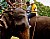 Elephant Polo at Galle.