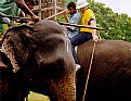 Picture Title - Elephant Polo at Galle.