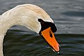 Picture Title - swan