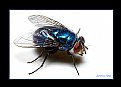 Picture Title - Blue Fly