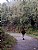 THE WALK