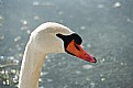 Picture Title - Swan 