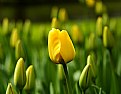 Picture Title - tulip mania 3