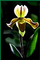 Picture Title - SingleOrchid