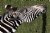 Zebra Eating