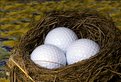 Picture Title - nest from golf course