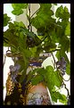 Picture Title - grapes in a vase
