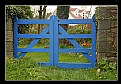 Picture Title - blue gate with tulips