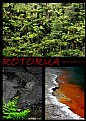 Picture Title - Rotorua 02