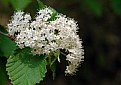 Picture Title - Little white flowers