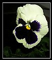 Picture Title - a pansy from my balcony...