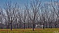 Picture Title - Pecan Grove