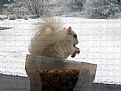 Picture Title - white squirrel