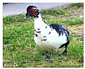 Picture Title - Inquisitive Duck 