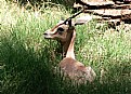 Picture Title - deer