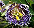 Picture Title - Passiflora Actinea