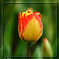 Picture Title - tulip mania 4