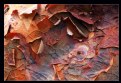 Picture Title - Paper Bark Maple Abstract 2