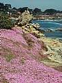 Picture Title - Monterey in Spring