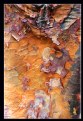 Picture Title - Paper Bark Maple Abstract 3