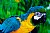 South American Parrots