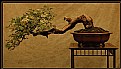 Picture Title - Bonsai