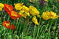 Picture Title - Poppies in the garden