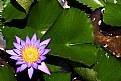 Picture Title - Water lily