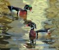 Picture Title - Wood Ducks