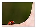 Picture Title - Bugging a bug ?