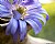 Flower...
